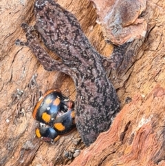 Christinus marmoratus (Southern Marbled Gecko) at Taylor, ACT - 29 May 2023 by Jiggy