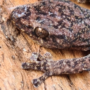 Christinus marmoratus at Taylor, ACT - 29 May 2023