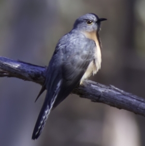 Cacomantis flabelliformis at Acton, ACT - 25 May 2023