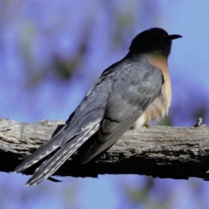 Cacomantis flabelliformis at Acton, ACT - 25 May 2023