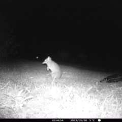 Perameles nasuta (Long-nosed Bandicoot) at "Rivendell" Mimosa Park Road - 29 May 2023 by vivdavo