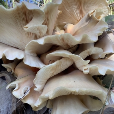 Omphalotus nidiformis at Woodburn, NSW - 15 May 2023 by vivdavo