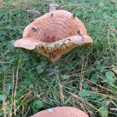Unidentified Cap on a stem; gills below cap [mushrooms or mushroom-like] at "Rivendell" Mimosa Park Road - 15 May 2023 by vivdavo