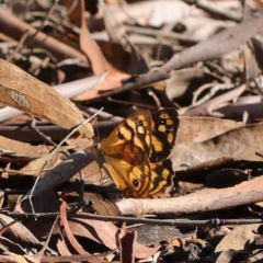 Heteronympha paradelpha (Spotted Brown) at O'Connor, ACT - 28 Mar 2023 by ConBoekel