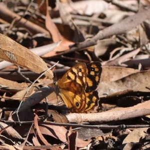 Heteronympha paradelpha at O'Connor, ACT - 28 Mar 2023 09:16 AM