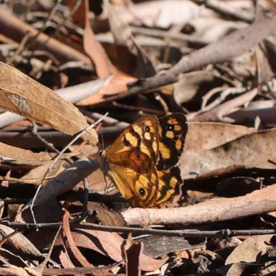 Heteronympha paradelpha (Spotted Brown) at O'Connor, ACT - 27 Mar 2023 by ConBoekel