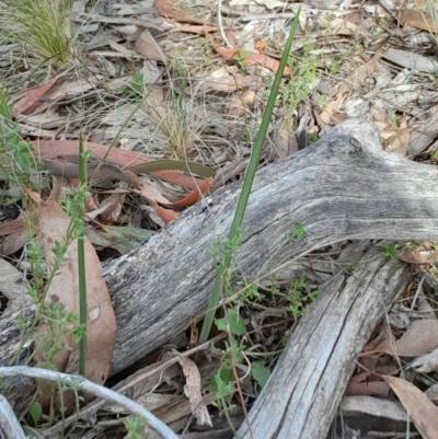 Calochilus sp. (A Beard Orchid) at Acton, ACT - 29 May 2023 by Venture