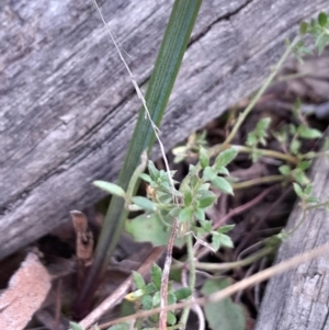 Calochilus sp. at Acton, ACT - 29 May 2023