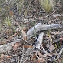 Calochilus sp. at Acton, ACT - suppressed