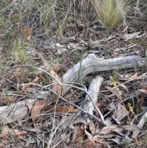 Calochilus sp. at Acton, ACT - 29 May 2023