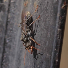 Myrmecia sp., pilosula-group (Jack jumper) at Dryandra St Woodland - 27 Mar 2023 by ConBoekel