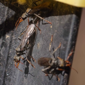 Myrmecia sp., pilosula-group at O'Connor, ACT - 28 Mar 2023 10:34 AM