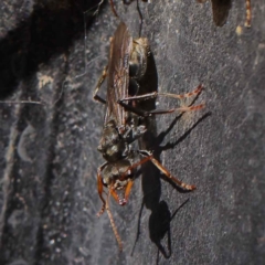 Myrmecia sp., pilosula-group at O'Connor, ACT - 28 Mar 2023 10:34 AM