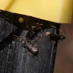 Myrmecia sp., pilosula-group at O'Connor, ACT - 28 Mar 2023