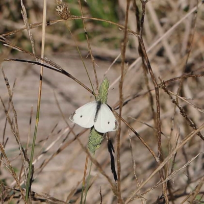 Pieris rapae (Cabbage White) at Dryandra St Woodland - 27 Mar 2023 by ConBoekel