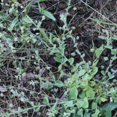 Kickxia elatine subsp. crinita (Twining Toadflax) at O'Connor, ACT - 27 Mar 2023 by ConBoekel