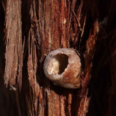 Limacodidae (family) (A cup moth) at Dryandra St Woodland - 27 Mar 2023 by ConBoekel