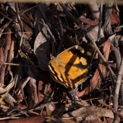 Heteronympha merope (Common Brown Butterfly) at Dryandra St Woodland - 27 Mar 2023 by ConBoekel