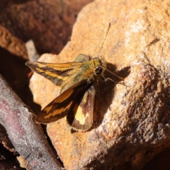 Ocybadistes walkeri (Green Grass-dart) at Dryandra St Woodland - 27 Mar 2023 by ConBoekel