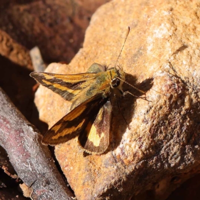 Ocybadistes walkeri (Green Grass-dart) at O'Connor, ACT - 27 Mar 2023 by ConBoekel