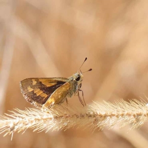 Ocybadistes walkeri at O'Connor, ACT - 28 Mar 2023 10:19 AM