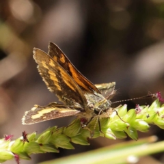 Ocybadistes walkeri (Green Grass-dart) at Dryandra St Woodland - 28 Mar 2023 by ConBoekel