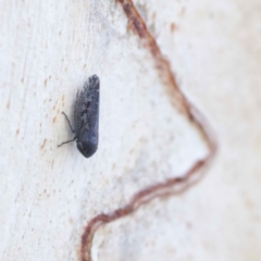 Unidentified Leafhopper & planthopper (Hemiptera, several families) at O'Connor, ACT - 27 Mar 2023 by ConBoekel