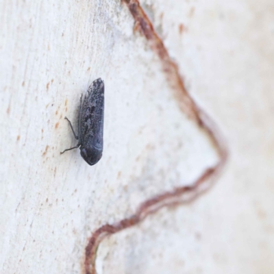 Cicadellidae (family) (Unidentified leafhopper) at O'Connor, ACT - 27 Mar 2023 by ConBoekel