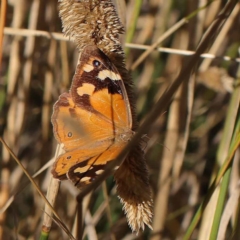 Heteronympha merope (Common Brown Butterfly) at Dryandra St Woodland - 28 Mar 2023 by ConBoekel