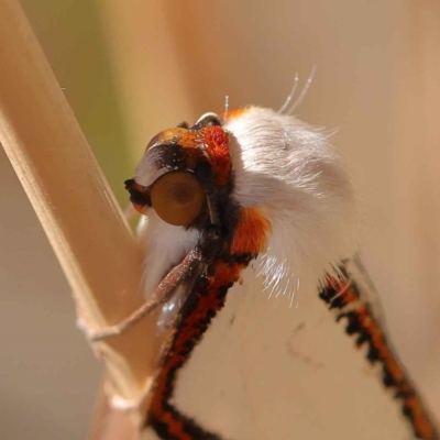 Thalaina clara (Clara's Satin Moth) at Dryandra St Woodland - 28 Mar 2023 by ConBoekel