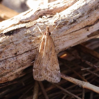 Eudonia cleodoralis (A Crambid moth) at Dryandra St Woodland - 27 Mar 2023 by ConBoekel
