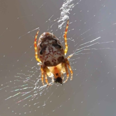 Plebs eburnus (Eastern bush orb-weaver) at O'Connor, ACT - 27 Mar 2023 by ConBoekel