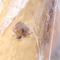 Cryptachaea veruculata (Diamondback comb-footed spider) at Dryandra St Woodland - 27 Mar 2023 by ConBoekel