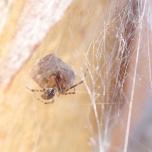 Cryptachaea veruculata at O'Connor, ACT - 28 Mar 2023