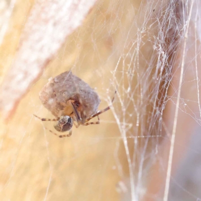 Cryptachaea veruculata (Diamondback comb-footed spider) at Dryandra St Woodland - 28 Mar 2023 by ConBoekel