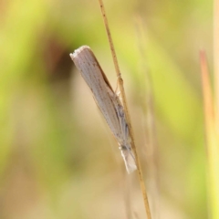 Culladia cuneiferellus (Crambinae moth) at Dryandra St Woodland - 27 Mar 2023 by ConBoekel