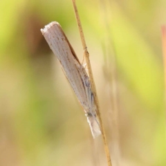 Culladia cuneiferellus at O'Connor, ACT - 28 Mar 2023