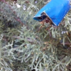 Phonognatha graeffei (Leaf Curling Spider) at Mount Ainslie to Black Mountain - 18 Apr 2023 by Venture