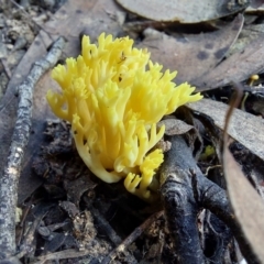 Ramaria lorithamnus at Acton, ACT - 14 May 2023 by Venture