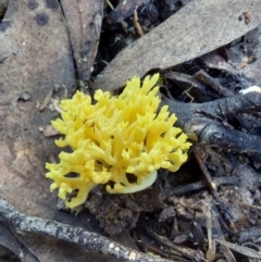 Ramaria lorithamnus at Acton, ACT - 14 May 2023