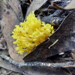 Ramaria lorithamnus at Acton, ACT - 14 May 2023 01:23 PM