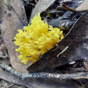 Ramaria lorithamnus at Acton, ACT - 14 May 2023