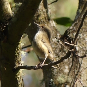 Acanthiza pusilla at Berrima, NSW - 16 May 2023