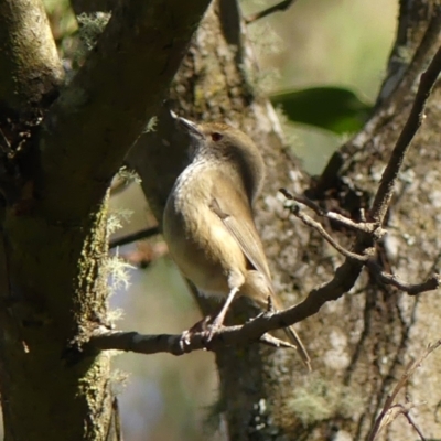 Acanthiza pusilla (Brown Thornbill) at Berrima - 16 May 2023 by Curiosity