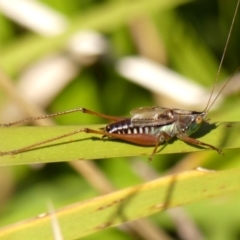 Conocephalus semivittatus (Meadow katydid) at Wingecarribee Local Government Area - 16 May 2023 by Curiosity