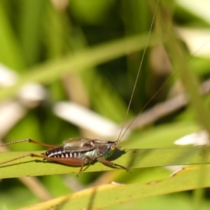 Conocephalus semivittatus at Berrima, NSW - 16 May 2023 12:24 PM