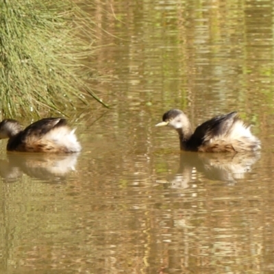 Tachybaptus novaehollandiae (Australasian Grebe) at Berrima - 16 May 2023 by Curiosity