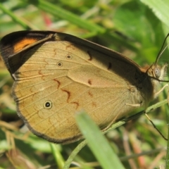 Heteronympha merope (Common Brown Butterfly) at Dunlop, ACT - 25 Nov 2022 by MichaelBedingfield