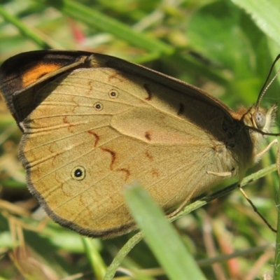 Heteronympha merope (Common Brown Butterfly) at Dunlop, ACT - 25 Nov 2022 by MichaelBedingfield