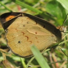 Heteronympha merope (Common Brown Butterfly) at Jarramlee-West MacGregor Grasslands - 25 Nov 2022 by michaelb